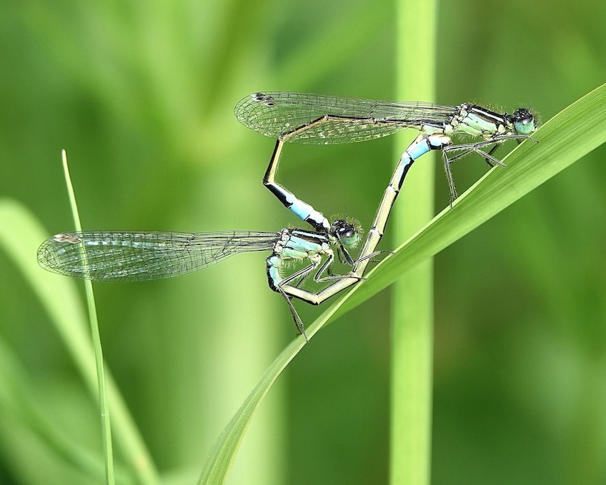 blue-tailed damselfly